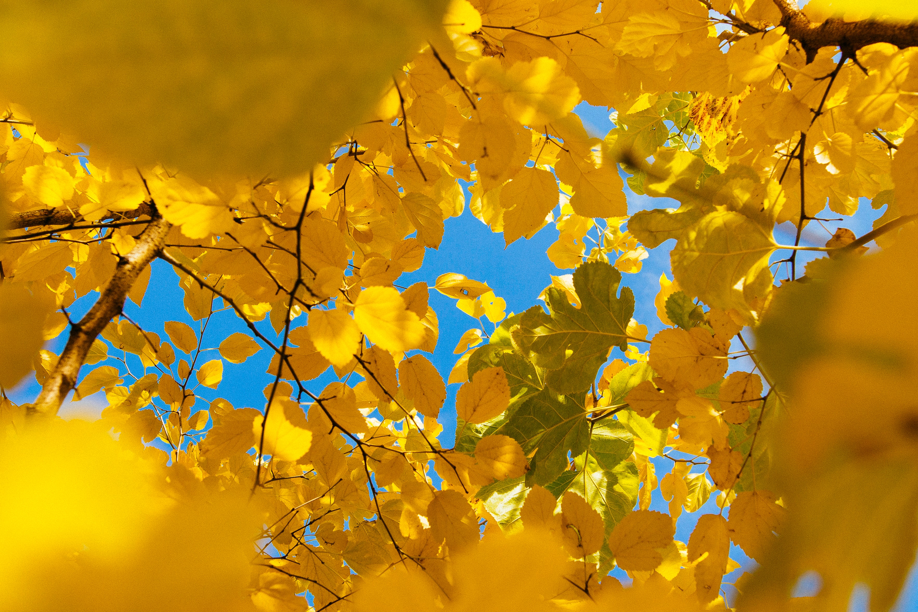 Beautiful yellow coloured leaves on a tree with blue sky in the background